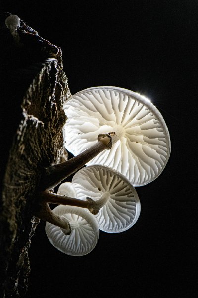 096 - Pixa Londerzeel - Dirk Plas - Paddenstoelen by night